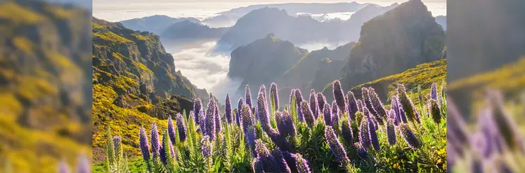 A view of a valley with purple flowers in Madeira