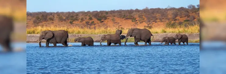 A line of elephants walking through a river