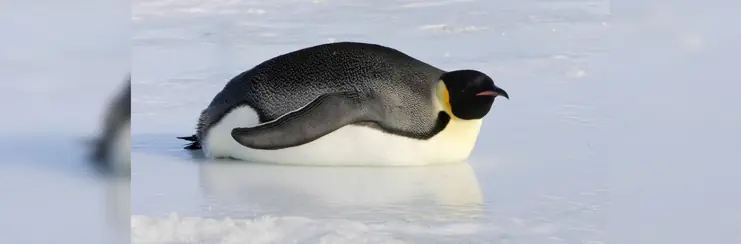 A penguin on his belly