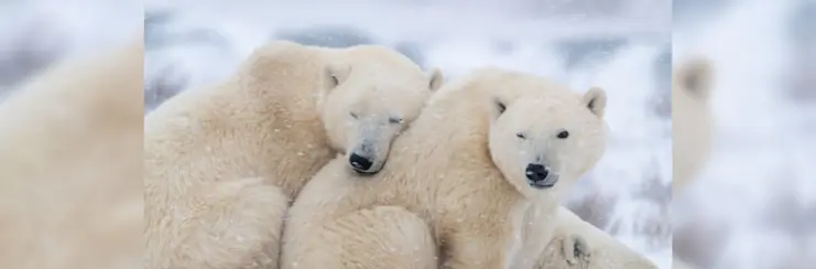 Two polar bears cuddling