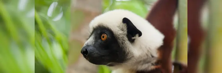 A Lemur