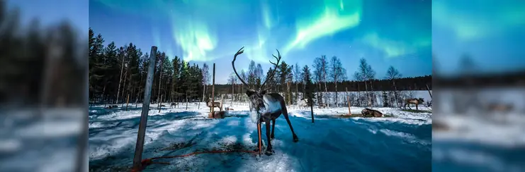 A Reindeer in Lapland