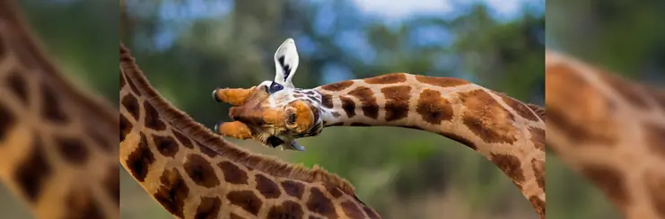 Image-of-a-giraffe 
