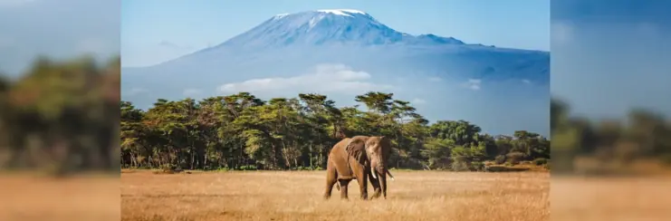 Elephant on savannah in front of Mt Kilimanjaro