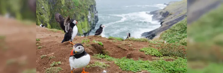 Puffins on a coastal hill