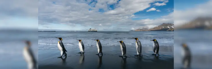 6 penguins walking in a line on the beach