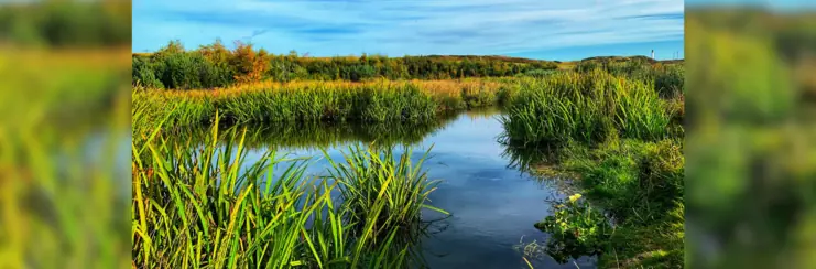 Peatlands