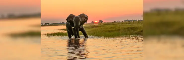 Elephant in Botswana with sunset