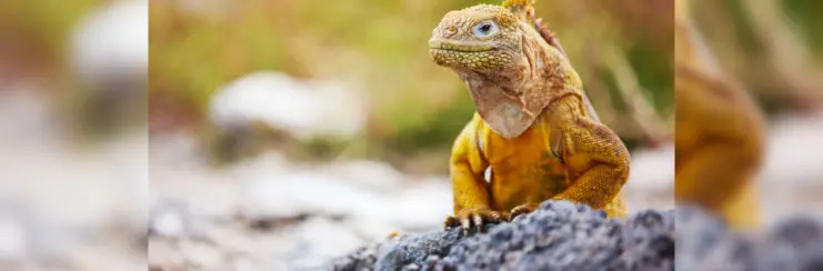 Reptile in Galapagos