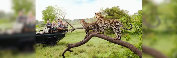 Safari group spotting cheetahs at Kruger Safari & Lion Sands Game Reserve 
