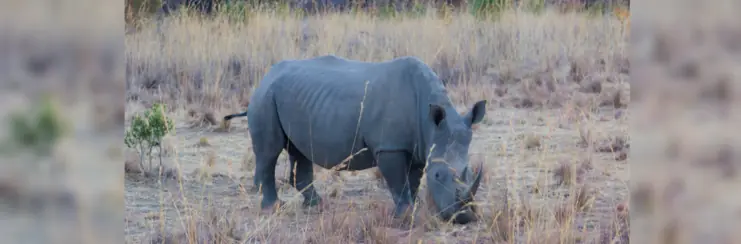 Rhino in Africa feeding on floor