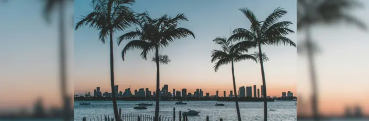 Palm trees overlooking Miami